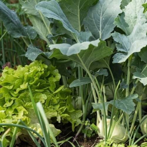 Mixed cultivation guidance on the shop site