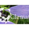 乌克兰 Lozinka 铁线莲苗圃 Clematis-Lozinka