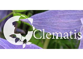 乌克兰 Lozinka 铁线莲苗圃 Clematis-Lozinka