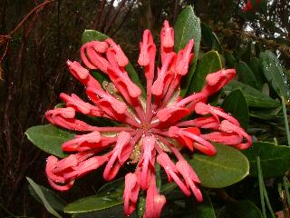塔斯马尼亚瓦勒蒂（Tasmanian Waratah）